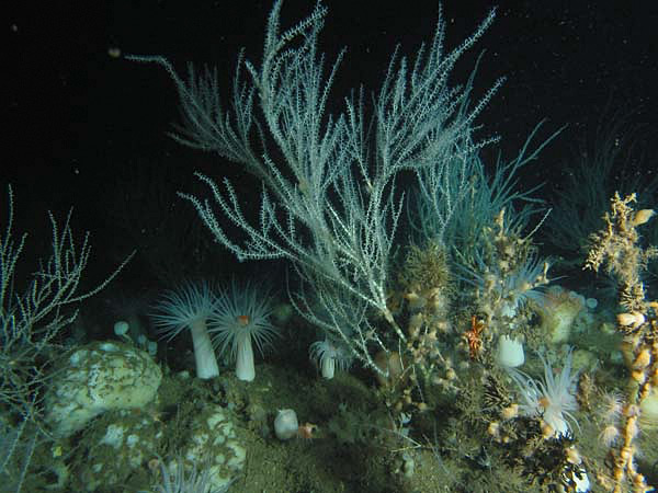 Strange Creatures The Deep Ocean Floor