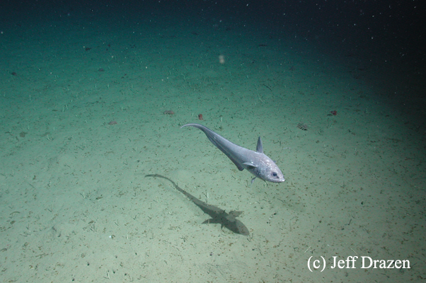 Strange Creatures The Deep Ocean Floor