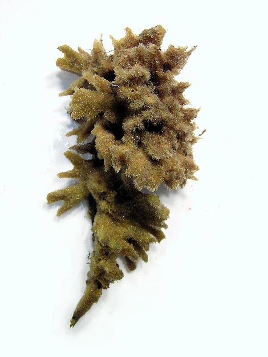 Бадяга животное. Бадяга Озерная. Пресноводная губка бадяга. Бадяга (Речная губка) - Spongilla lacustris. Озерная бадяга Spongilla lacustris.
