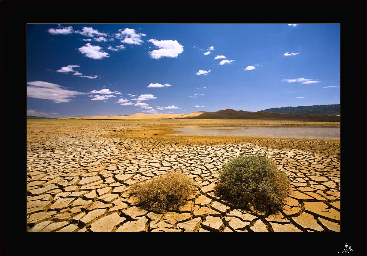 Фрагменты произведений о полупустыне. Цветущая пустыня Гоби. Экология полупустынь. Растения пустыни Гоби. Пустыня Гоби почва.